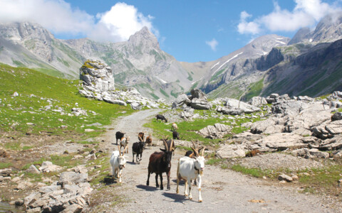 Idyllische Innerschweizer Landschaft im Muota- und Bisisthal - Natur pur und herzliche Gastfreundschaft bei Guido.