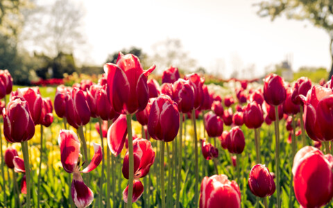 Tulpen, Tulpenblüte, Holland, Keukenhof, Blumen