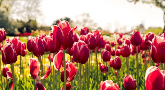 Tulpen, Tulpenblüte, Holland, Keukenhof, Blumen