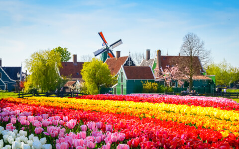 Bunte Tulpenpracht im Keukenhof, dem bekanntesten Frühlingspark Hollands mit tausenden Blumen
