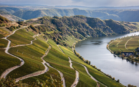 Weinberge an der Luxemburger Mosel mit Crémant-Reben im Sommer