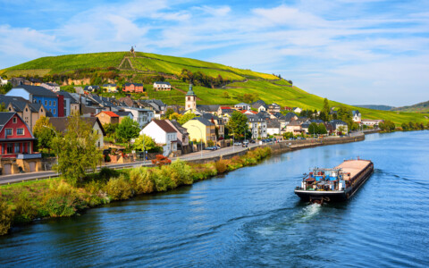 Weinberge an der Luxemburger Mosel mit Crémant-Reben im Sommer