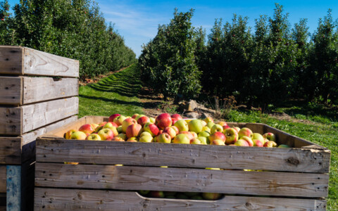 Apfelernte auf einem traditionellen Obsthof im Alten Land mit Apfelbäumen und gefüllten Obstkisten.