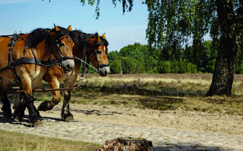 Kutschenrundfahrt Lüneburger Heide