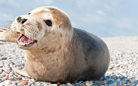 Busreise zu den Robben auf Helgoland