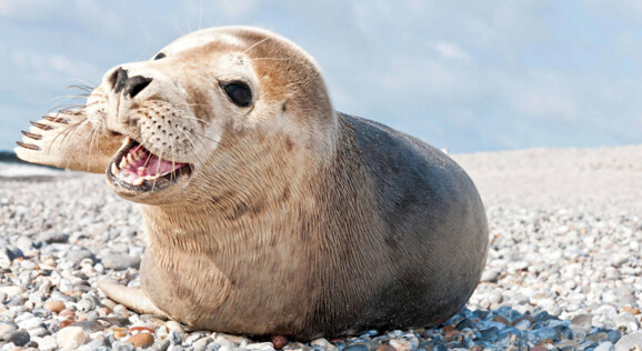 Busreise zu den Robben auf Helgoland