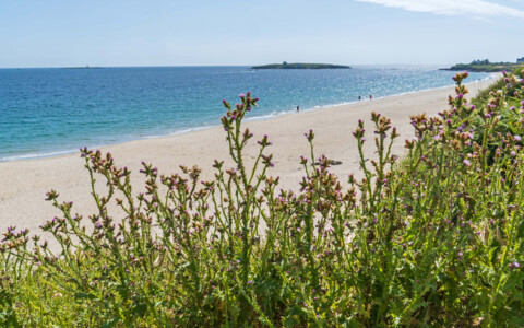 Der Plage de Tahiti, ein wunderschöner Sandstrand in der Bretagne, mit klarem Wasser und umgeben von unberührter Natur.