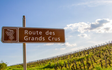 Weinberge entlang der Route des Grands Crus.