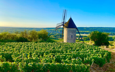 Weinberge entlang der Route des Grands Crus.