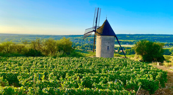 Weinberge entlang der Route des Grands Crus.