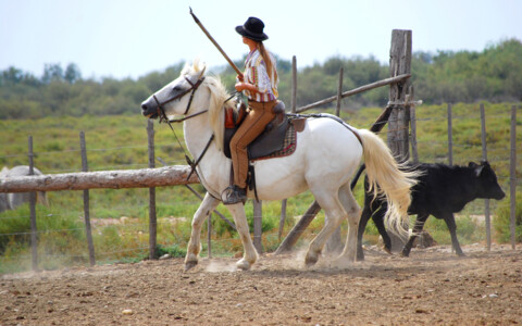 Stiere und weisse Pferde in der Camargue bei traditioneller Zucht
