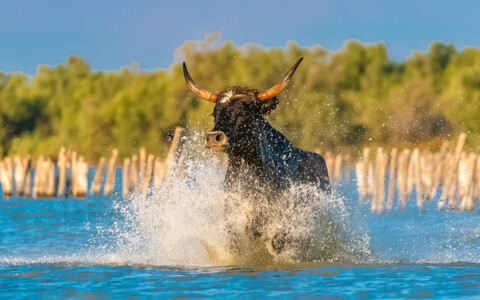 Stiere und weisse Pferde in der Camargue bei traditioneller Zucht