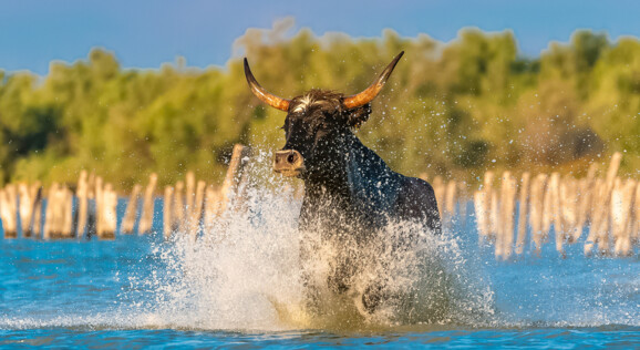 Stiere und weisse Pferde in der Camargue bei traditioneller Zucht