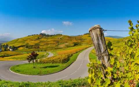 Strasse durch die Weinreben im Elsass im Herbst