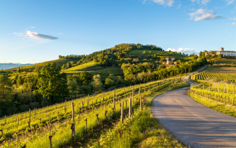 Sanfte Weinberge und Hügellandschaft im Friaul, einer traditionsreichen Genussregion im Nordosten Italiens.