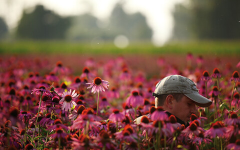 Echinacea Ernte bei Dr. A. Vogel in Teufen im Appenzellerland - Tagesausflüge und Packages mit Abreise ab Olten, Basel, Aarau, Zofingen