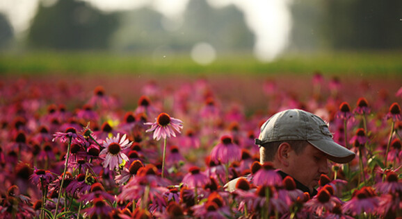 Echinacea Ernte bei Dr. A. Vogel in Teufen im Appenzellerland - Tagesausflüge und Packages mit Abreise ab Olten, Basel, Aarau, Zofingen