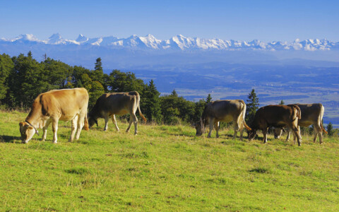 Kühe auf einer Wiese im Jura - Tagesausflüge und Packages mit Abreise ab Olten, Basel, Aarau, Zofingen