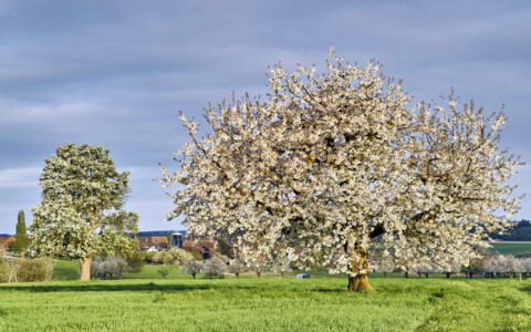 Kirschblüte im Baselland