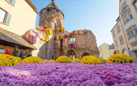 Tagesausflug Chrysanthema in Lahr