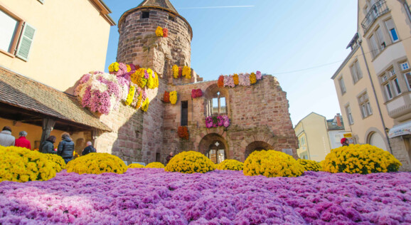 Tagesausflug Chrysanthema in Lahr