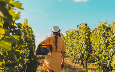 Weinreben im Sommer, Anbau, Pflege, Mädchen erntet Weintrauben - Wein