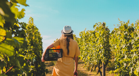 Weinreben im Sommer, Anbau, Pflege, Mädchen erntet Weintrauben - Wein