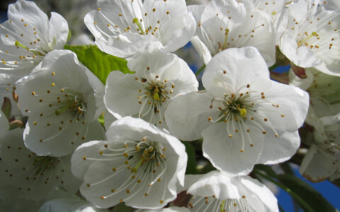 Blütenpracht, Kirschblüten, Frühling, Reisen