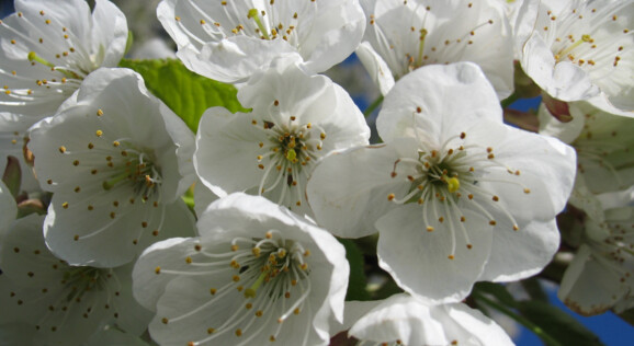 Blütenpracht, Kirschblüten, Frühling, Reisen