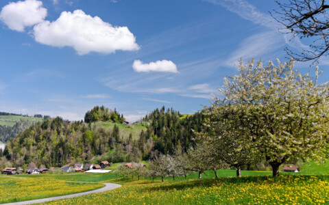 Mandelblüte Frühling Blütenpracht Ausflug Kirschblüten