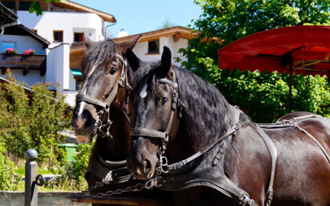 Pferdekutsche in Seefeld in Tirol vor traditioneller Alpenkulisse – passend zur gemütlichen Kutschenfahrt während der Reise.