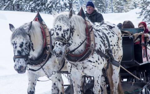 Erleben Sie die malerische Schönheit von Seefeld im Winter, während Sie auf einem Pferdeschlitten durch die verschneiten Wälder und Felder fahren. Ein perfektes Erlebnis für Romantiker und Naturliebhaber gleichermaßen